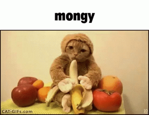 a picture of an stuffed monkey and some apples
