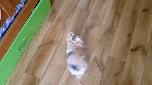 a dog laying on a wood floor looking up