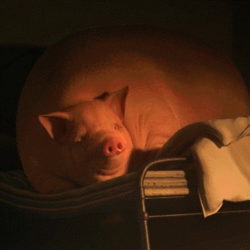 a pig is sleeping in the bed at night