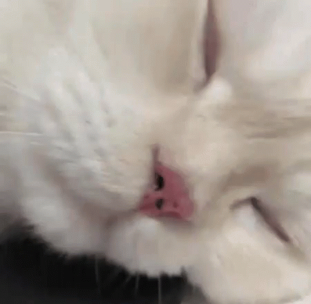 a cat that is white with a purple tag on its face