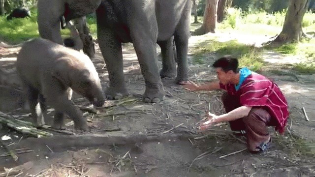 a person bent down in the middle of two elephants
