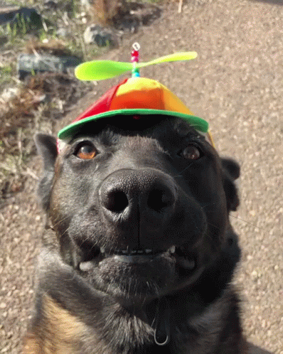 a black dog wearing a birthday hat with a toy on top of it