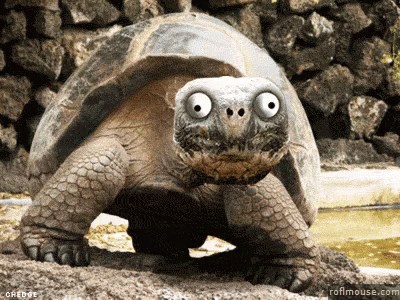 a tortoise in an aquarium looking happy