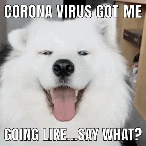 a happy dog is looking out the window and is saying what corona vrrus got me going like say what?