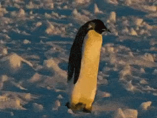a penguin stands alone next to a long frost covered board