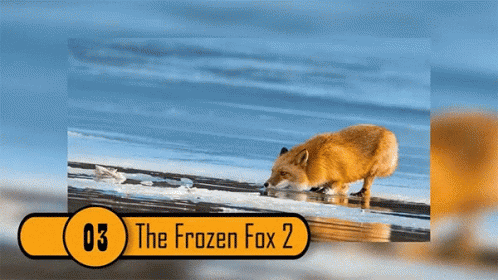 a po of a frozen fox near some water