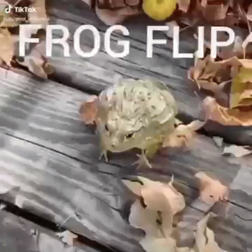 a pograph with the words frog flips written over it