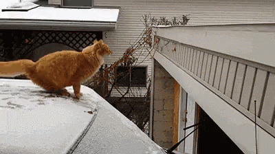 the cat is walking on top of a building