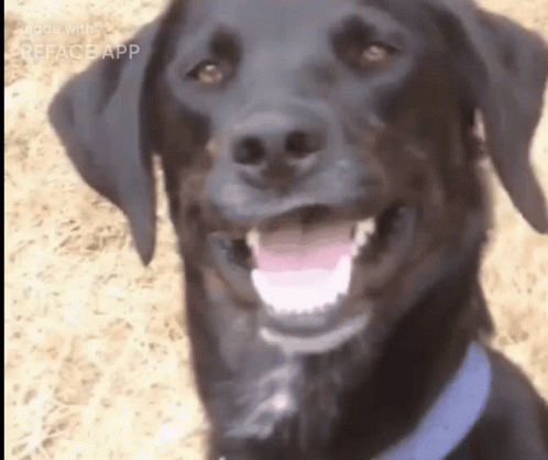 an image of a dog that is smiling