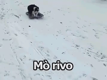 the small dog is playing with his owner in the snow
