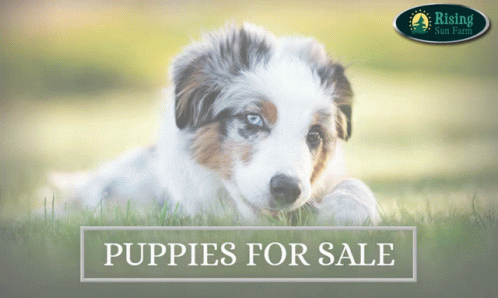 a dog laying on the ground next to the title puppy for sale