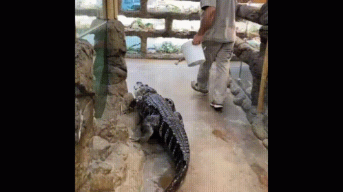 three people look at an alligator while standing next to a wall