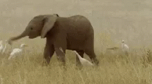 an elephant walking through tall grass next to some birds