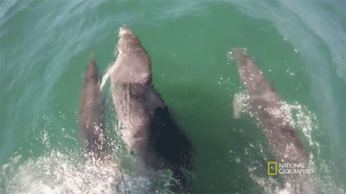 a couple of dolphins are swimming next to each other