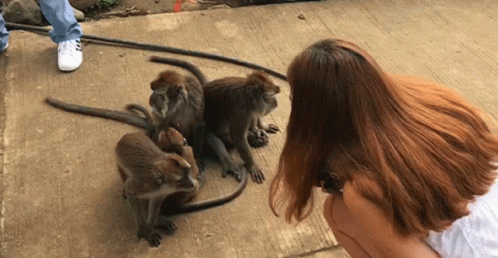 some monkeys sitting on the ground next to a woman