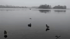 a large lake with several birds floating in it