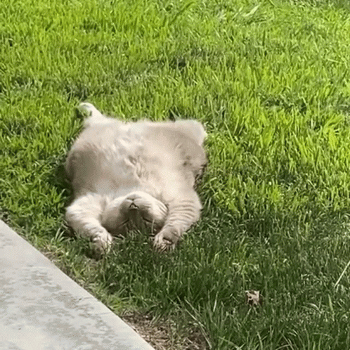 a dog that is laying in the grass