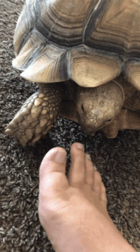 a hand is reaching up towards a turtle