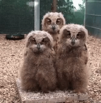three small owls sit in the gravel near one another