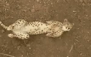 a small white leopard laying on the ground