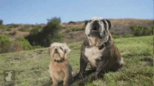 two dogs standing in the grass with one holding its paws up