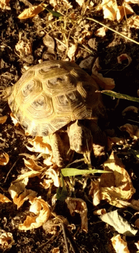 a close up of a tortoise walking on leaves