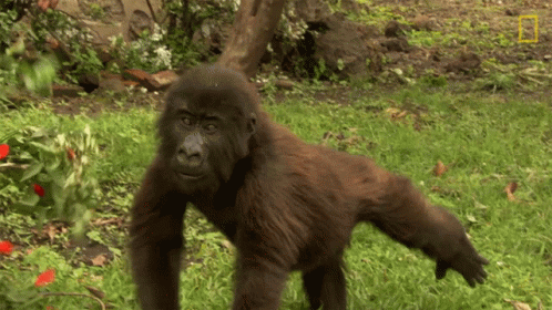 an adult gorilla standing in the grass and bushes