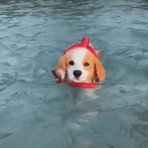 the dog is floating in the river with his muzzle down