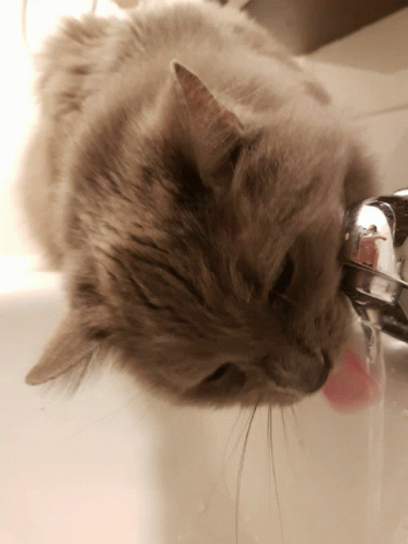 a cat drinks water out of a metal faucet