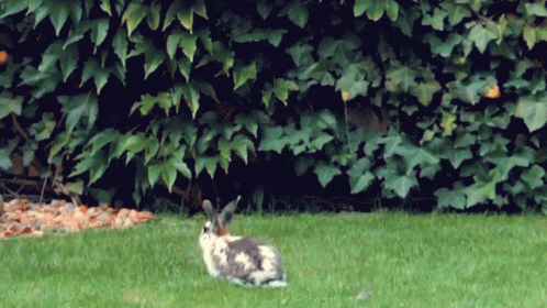a small bunny rabbit sits on a green lawn