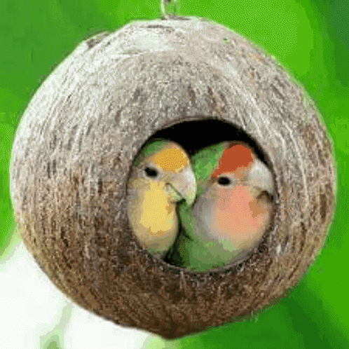 two little blue birds inside of a hanging bird feeder