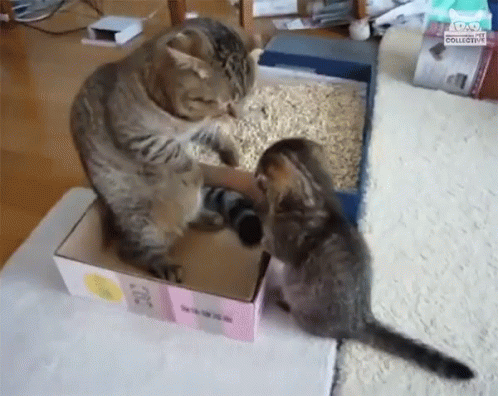 a cat playing with a kitten in a box