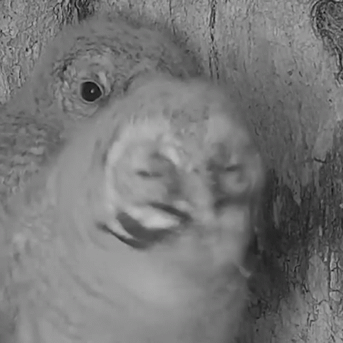a small parrot looks through the bark of a tree