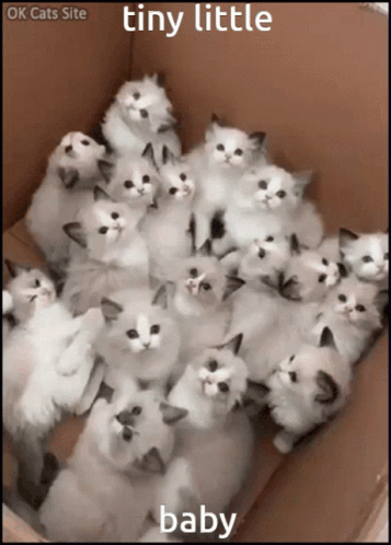 baby white kittens huddled in a blue box