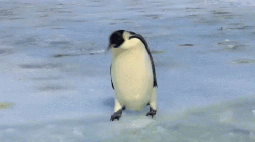 a little penguin walking along a beach area