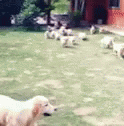 a dog walks in an area with white pigeons