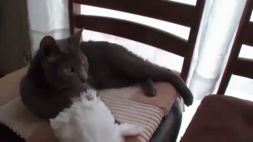 a cat is sitting on a chair and some pillows