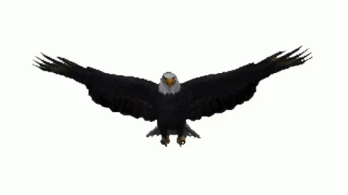 an eagle spreads its wings out with outstretched wings