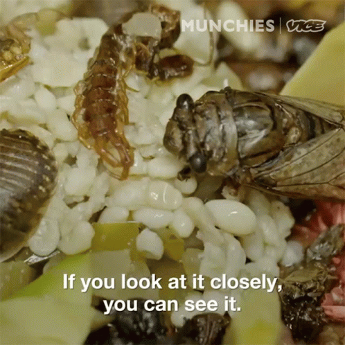 an image of insect and text from munchies'magazine