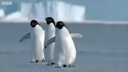 three penguins walking down a sandy beach with water in the background