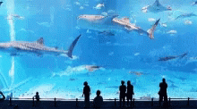 people look at sharks in the water as they are looking at them