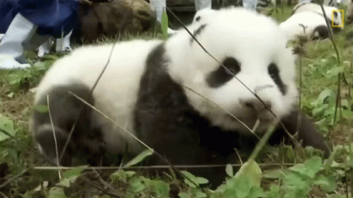a large panda bear is sitting in the grass