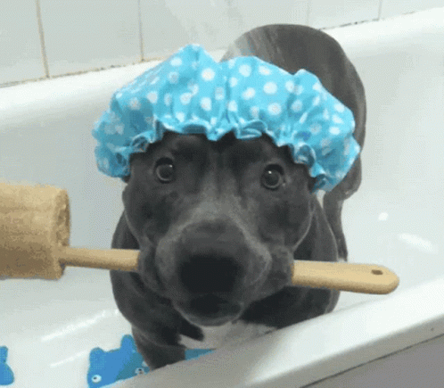 a dog is brushing it's teeth in the bathtub