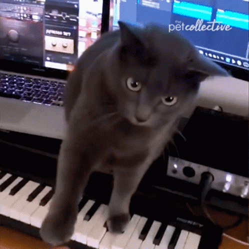 a black cat standing on top of a piano keyboard