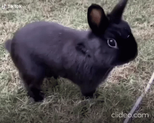 a small black and brown rabbit looking to its left