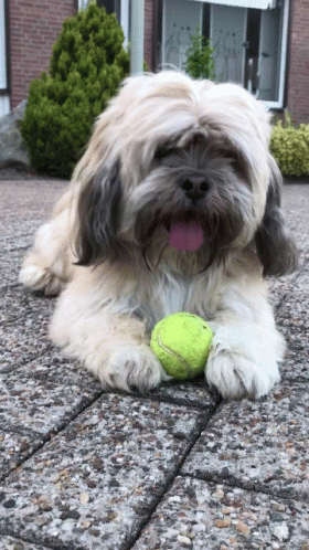 a fluffy gray and white dog laying on the ground holding a ball