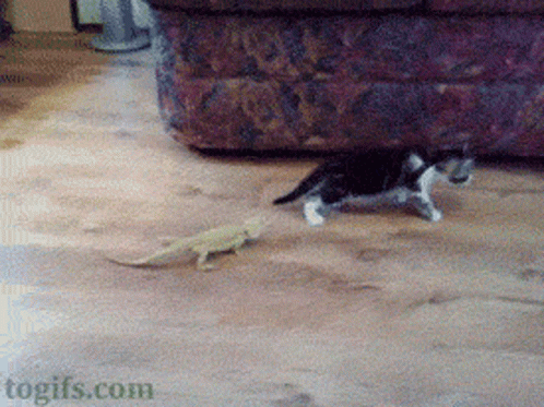 the cat is trying to get at the small lizard