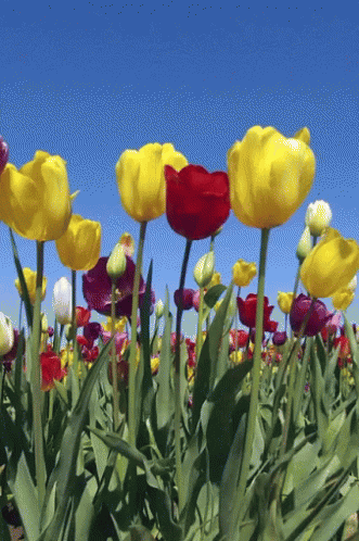 a colorful po of tulips in the field