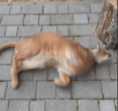 a blurry image of a cat sleeping on a sidewalk