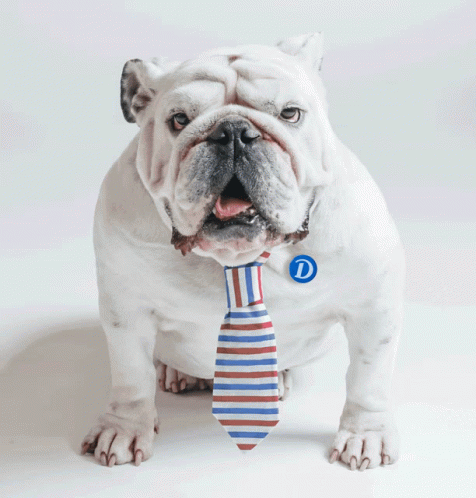 a bulldog wearing a tie that has it's name on the collar